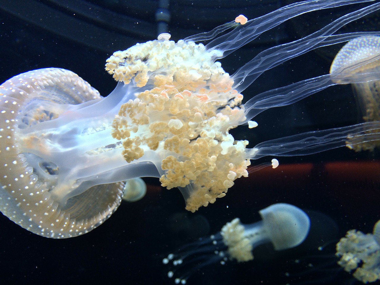 jellyfish tentacles aquarium free photo