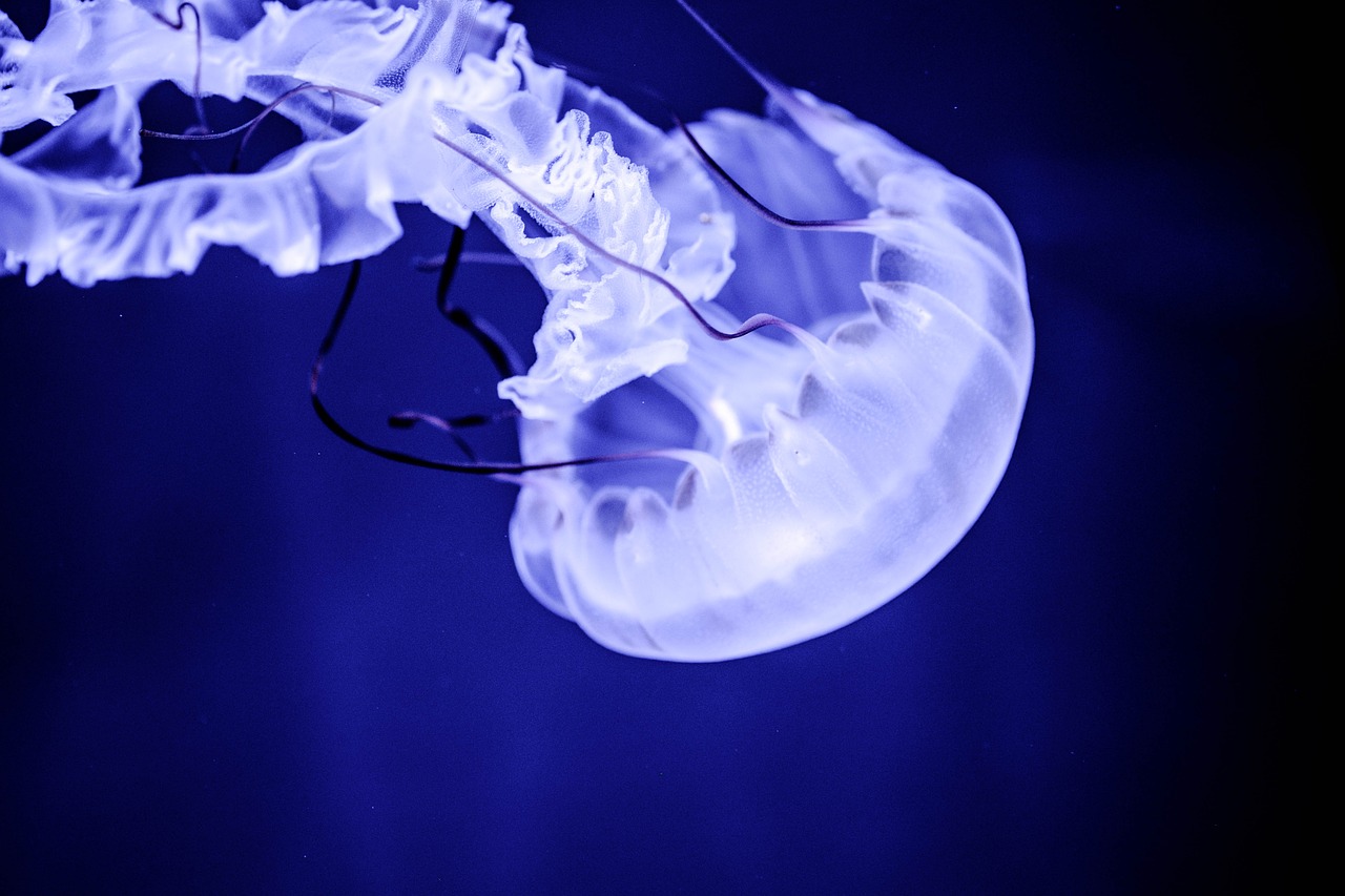 jellyfish  cnidaria  aquarium free photo
