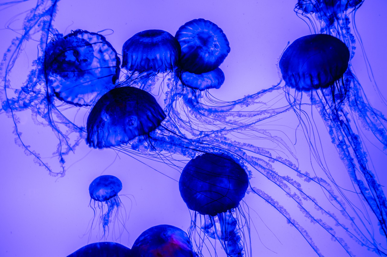 jellyfish  water  ocean free photo