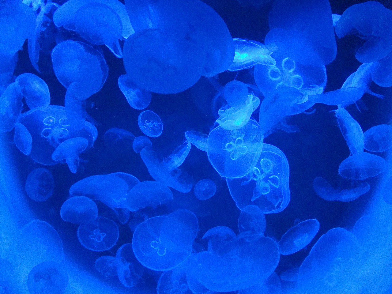 jellyfish aquarium blue free photo