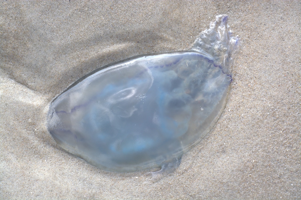jellyfish  gelatinous  animal free photo
