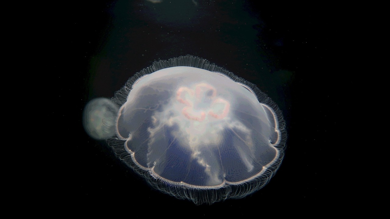 jellyfish  pacific sea nettle  chrysaora fuscescens free photo