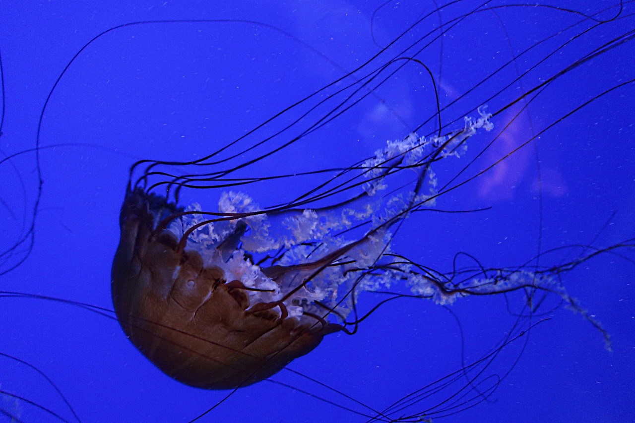 jellyfish  pacific sea nettle  ocean free photo