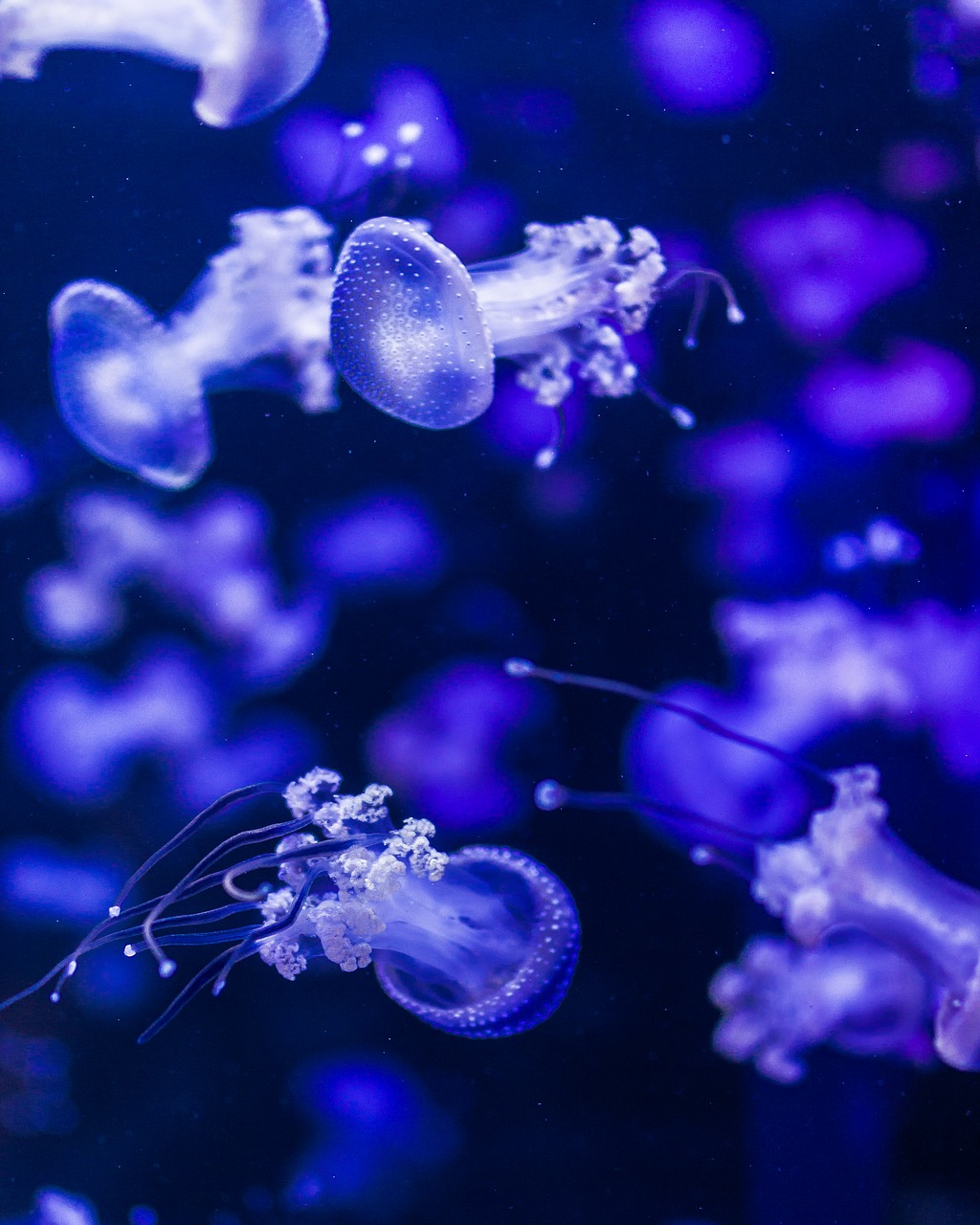 jellyfish  blue  submarine free photo