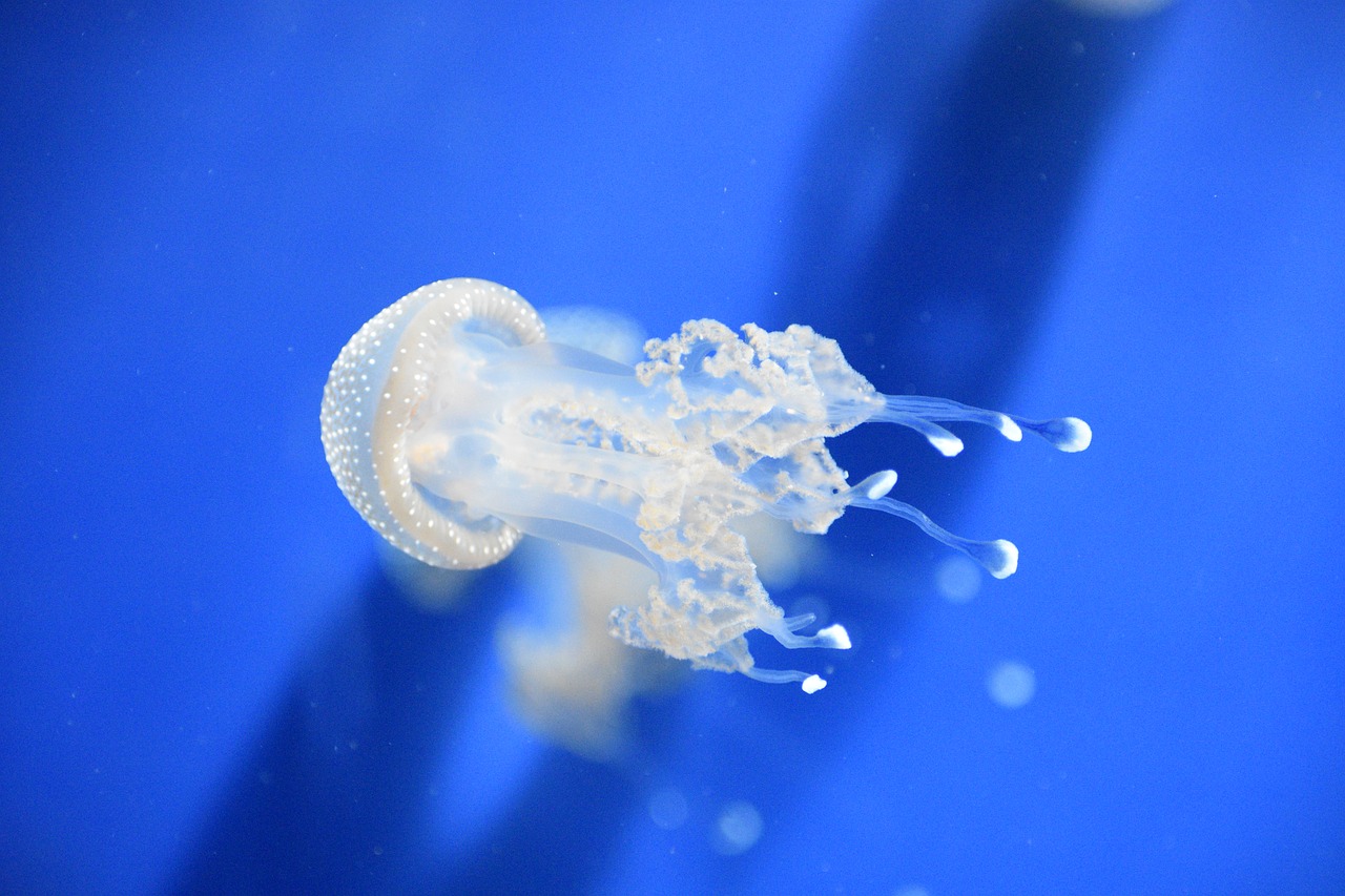 jellyfish  genova's aquarium  beautiful marine species free photo