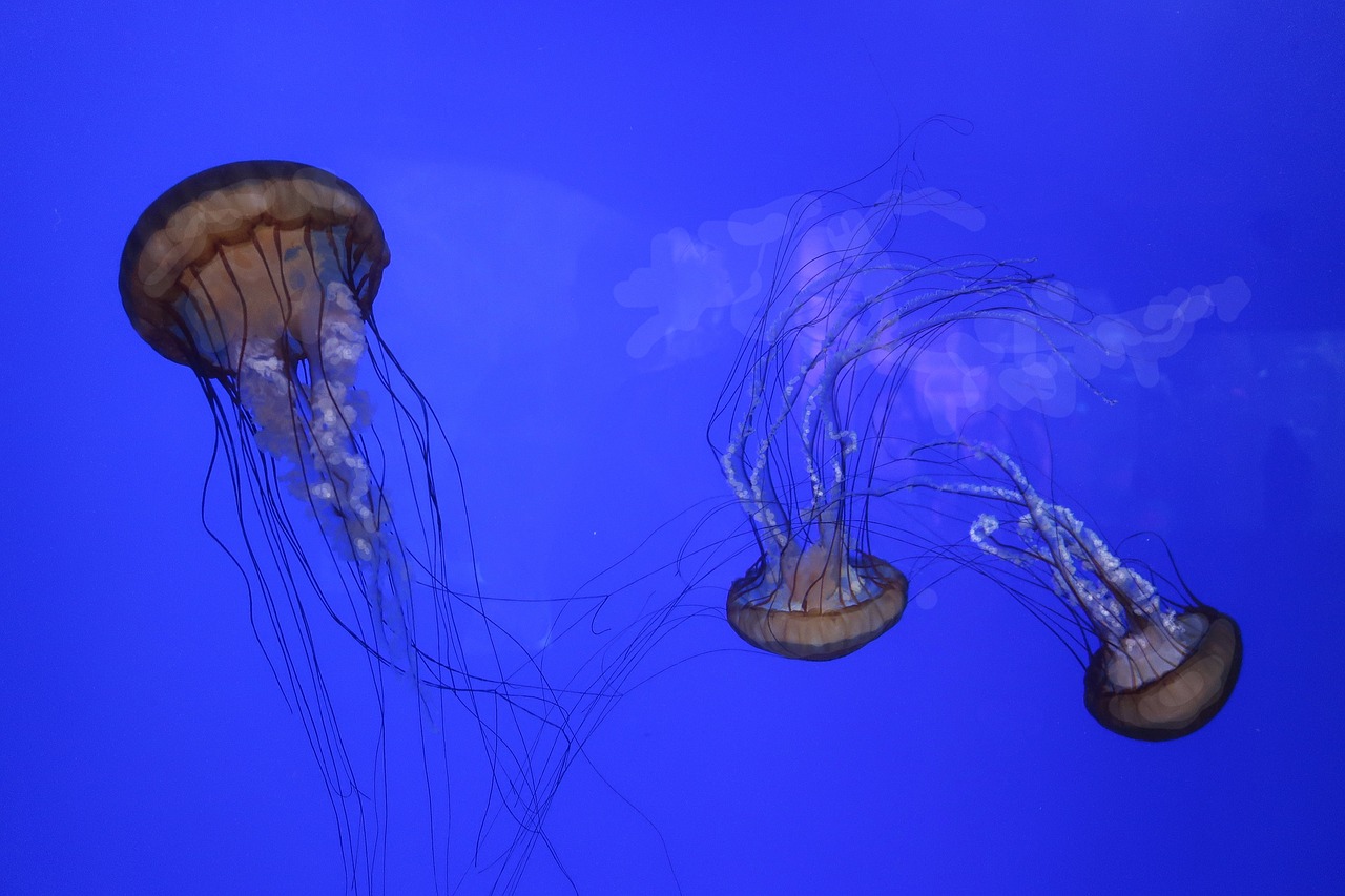 jellyfish  facific sea nettle  ocean free photo