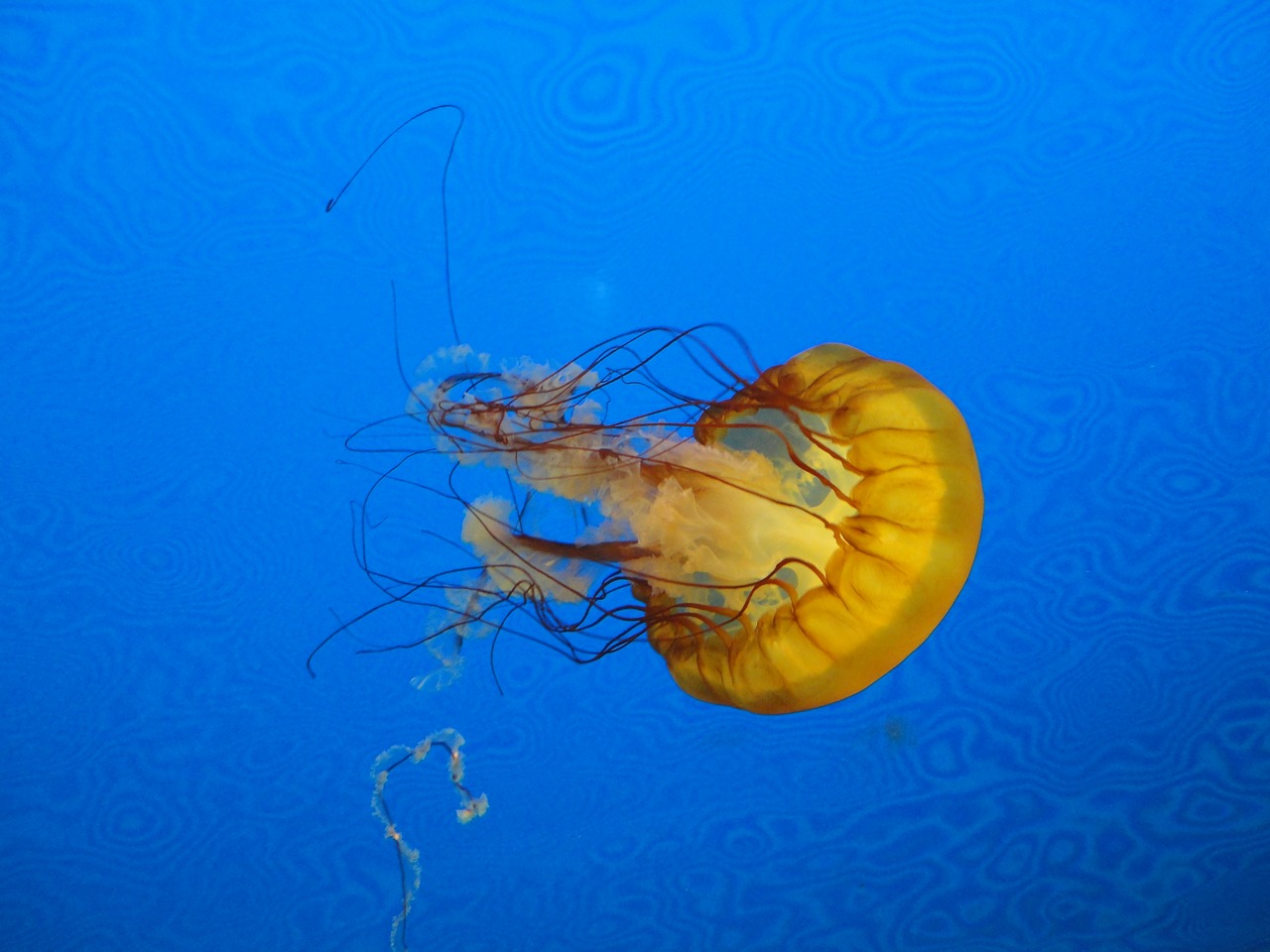 jellyfish blue marine free photo