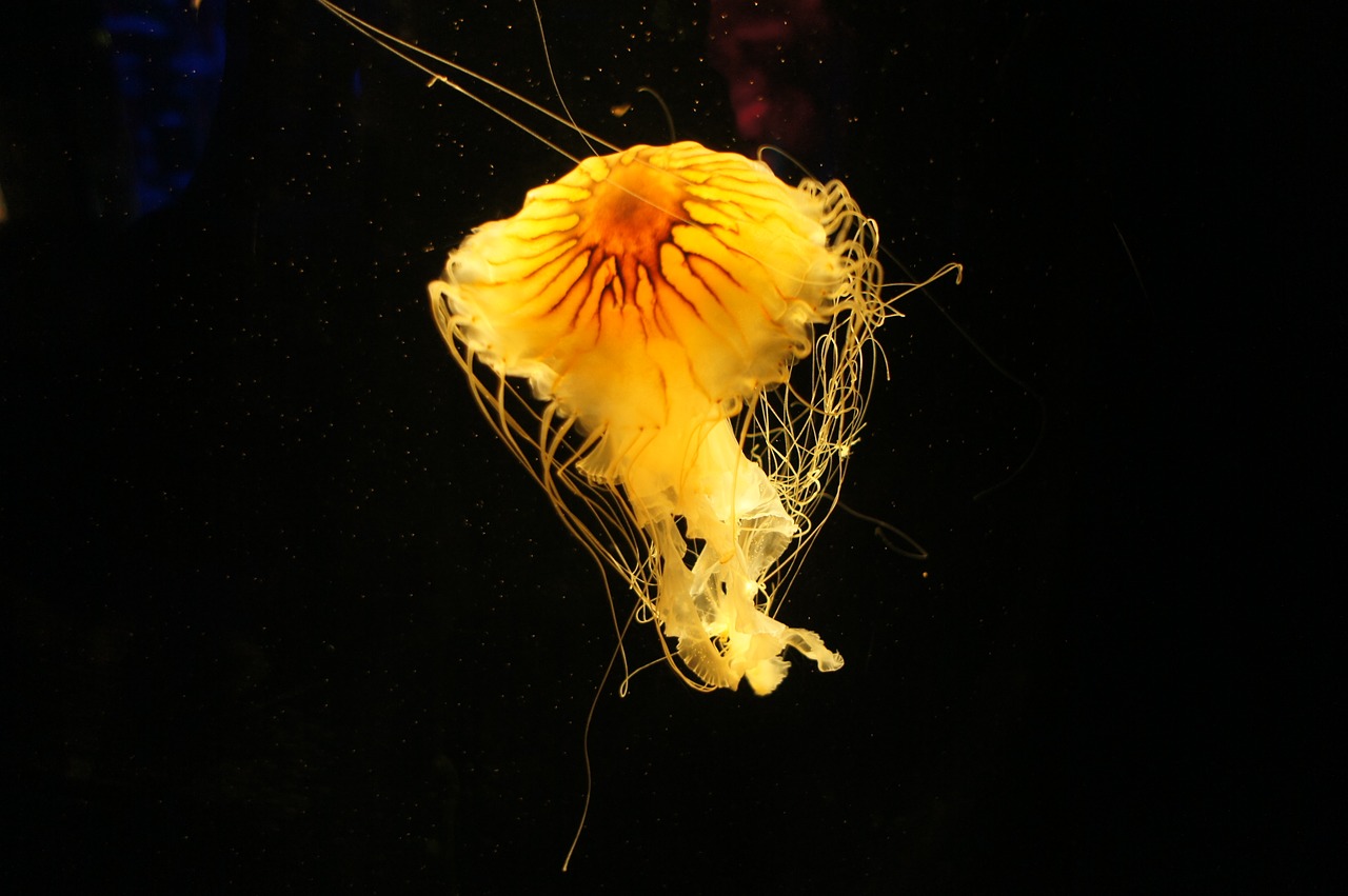 jellyfish  aquarium  underwater free photo