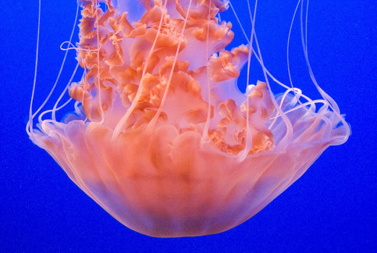 jellyfish blue orange free photo