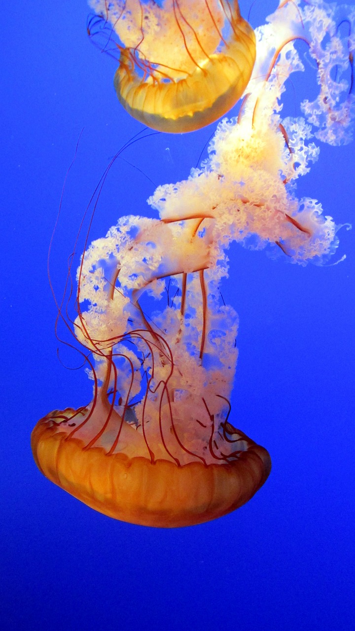jellyfish blue underwater free photo