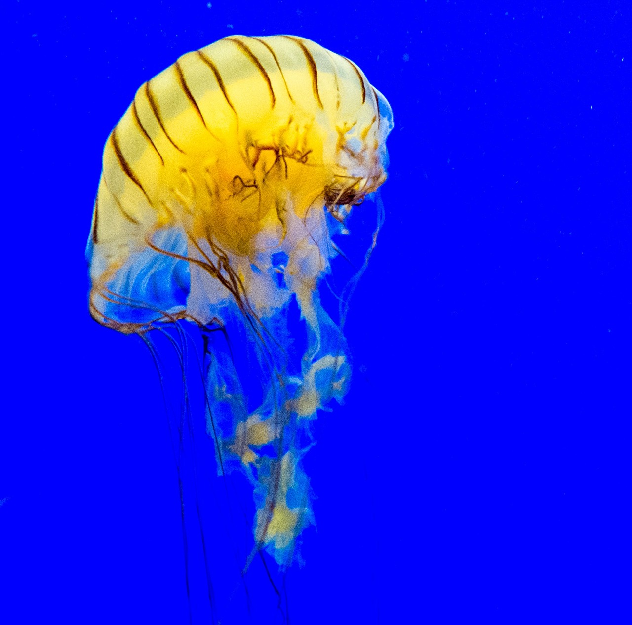 jellyfish meduse cnidarian free photo