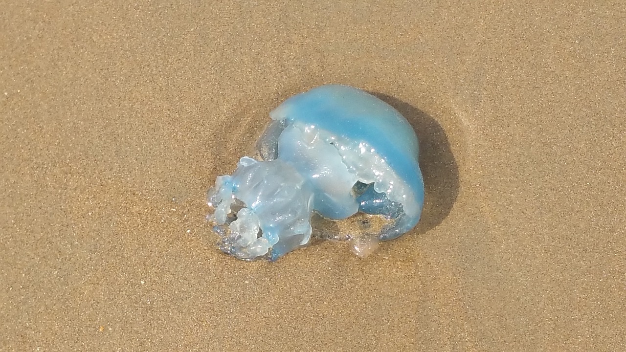 jellyfish  beach  north sea free photo