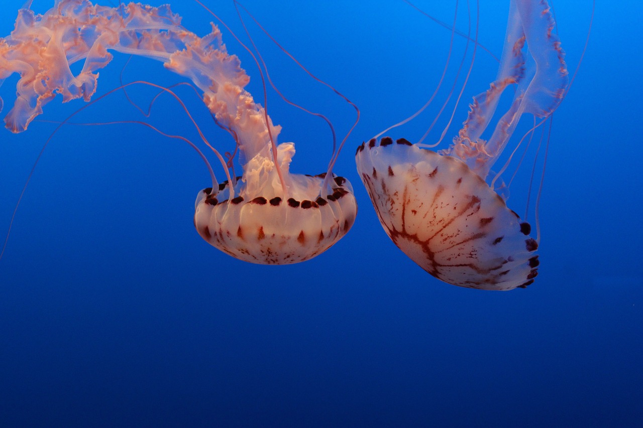 jellyfish  aquarium  underwater free photo