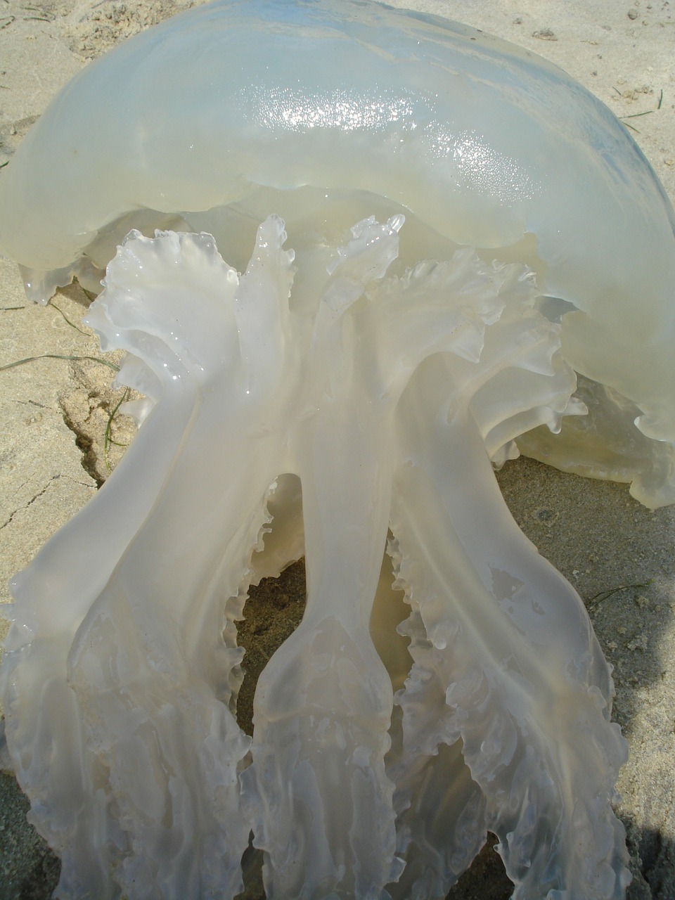 jellyfish sea summer free photo