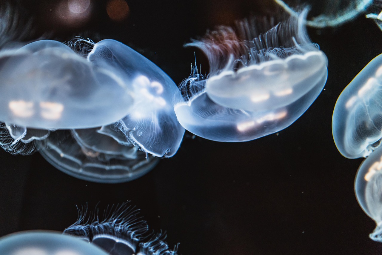 jellyfish  animal  creature free photo