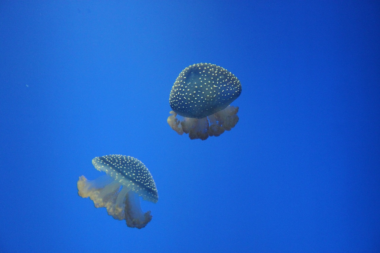 jellyfish ocean sea free photo