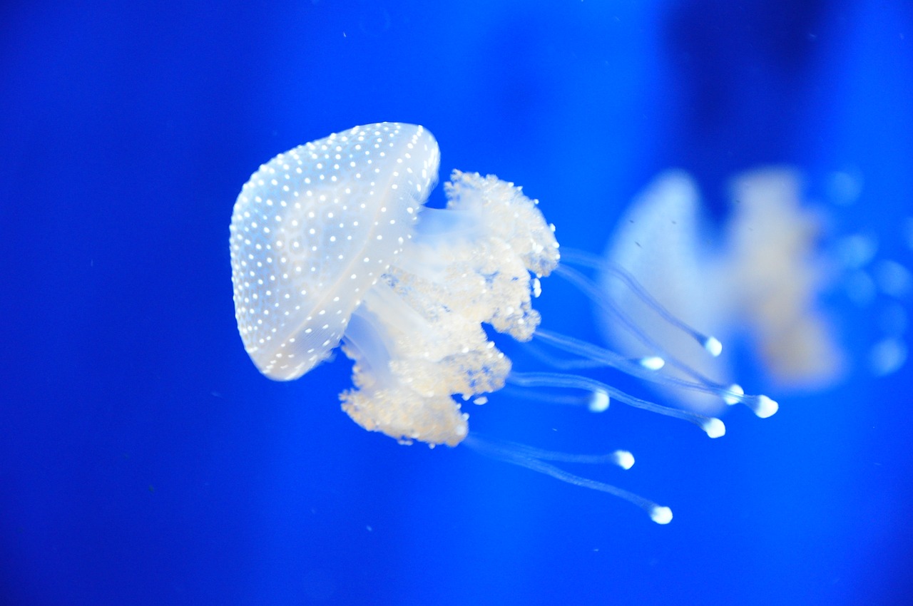 jellyfish  italy  aquarium free photo