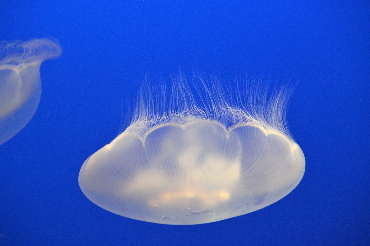 jellyfish  aquarium  underwater free photo