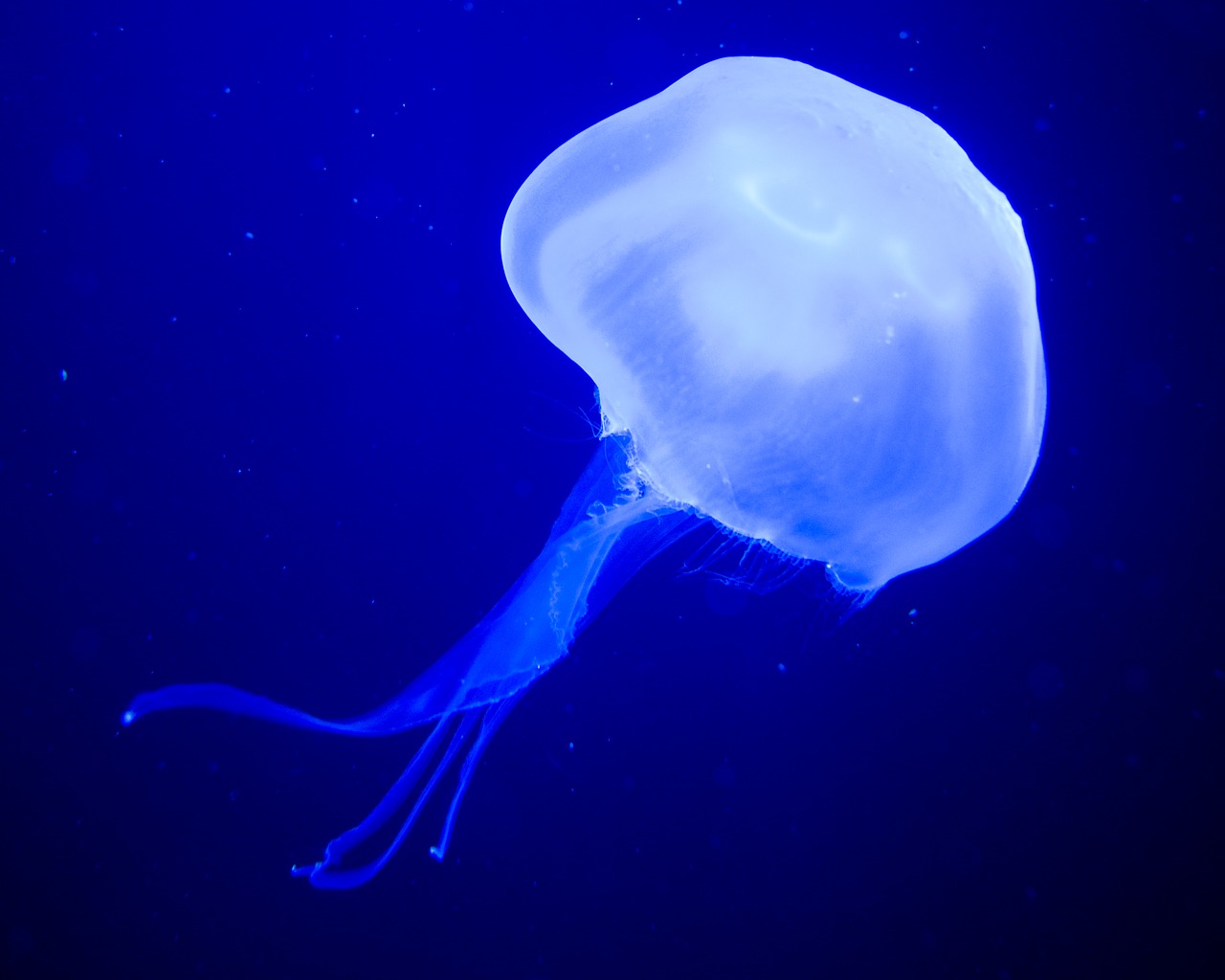 jellyfish  medusa  sea nettle free photo