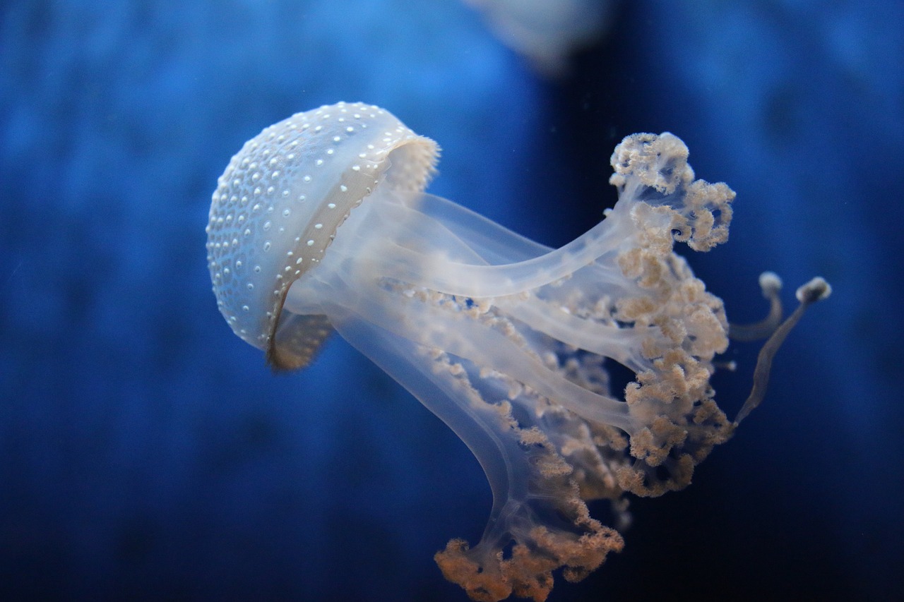 jellyfish  genova  aquarium free photo