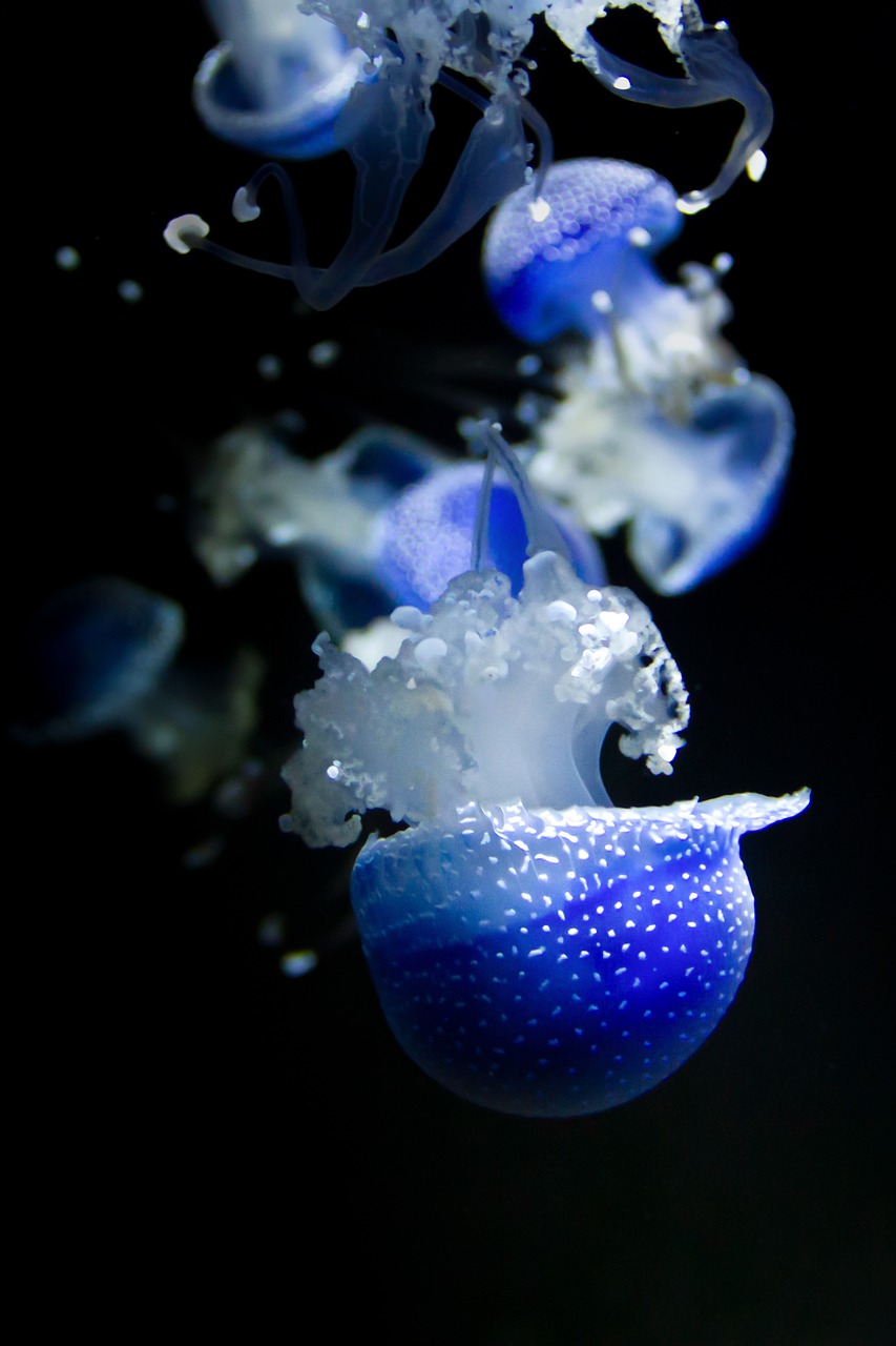 jellyfish  meeresbewohner  sea free photo