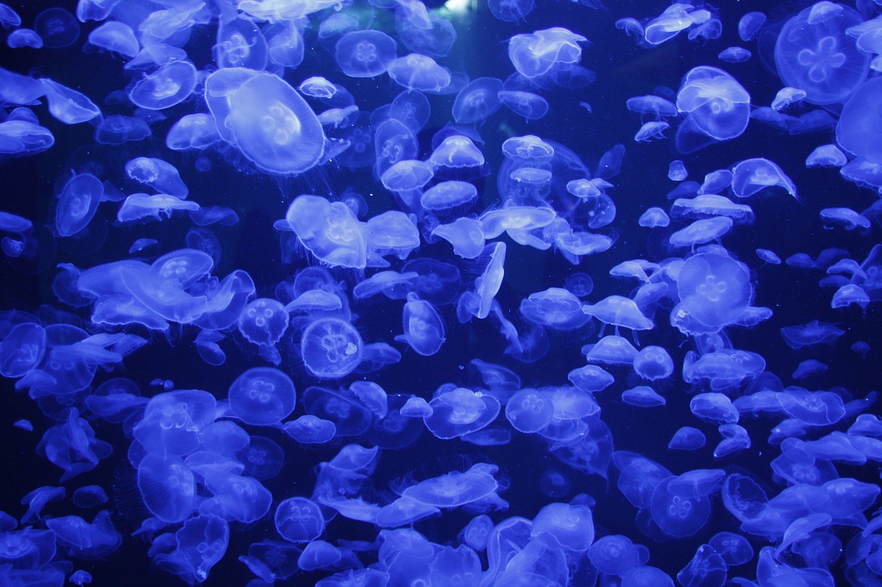 jellyfish  aquarium  ozeaneum free photo