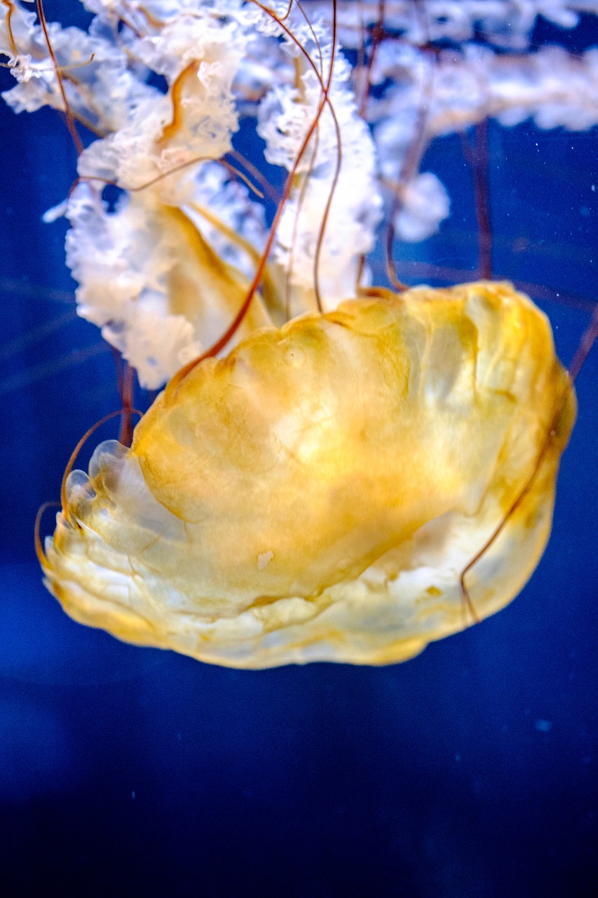 jellyfish  marine  aquatic free photo