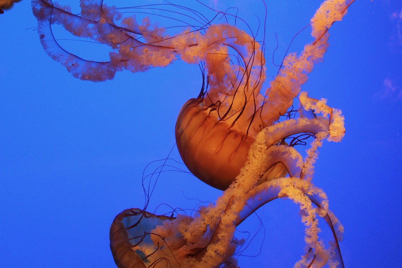 jellyfish  aquarium  ocean free photo