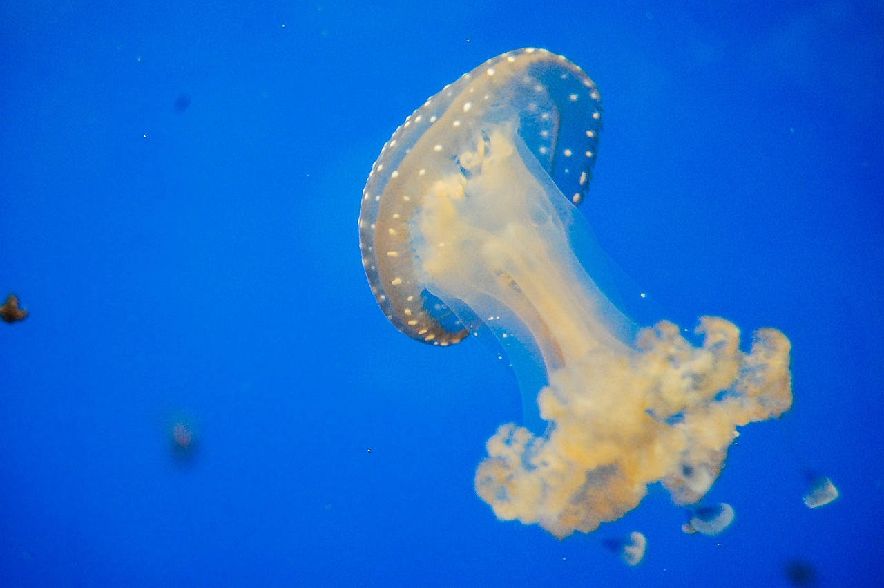 jellyfish blue aquarium free photo