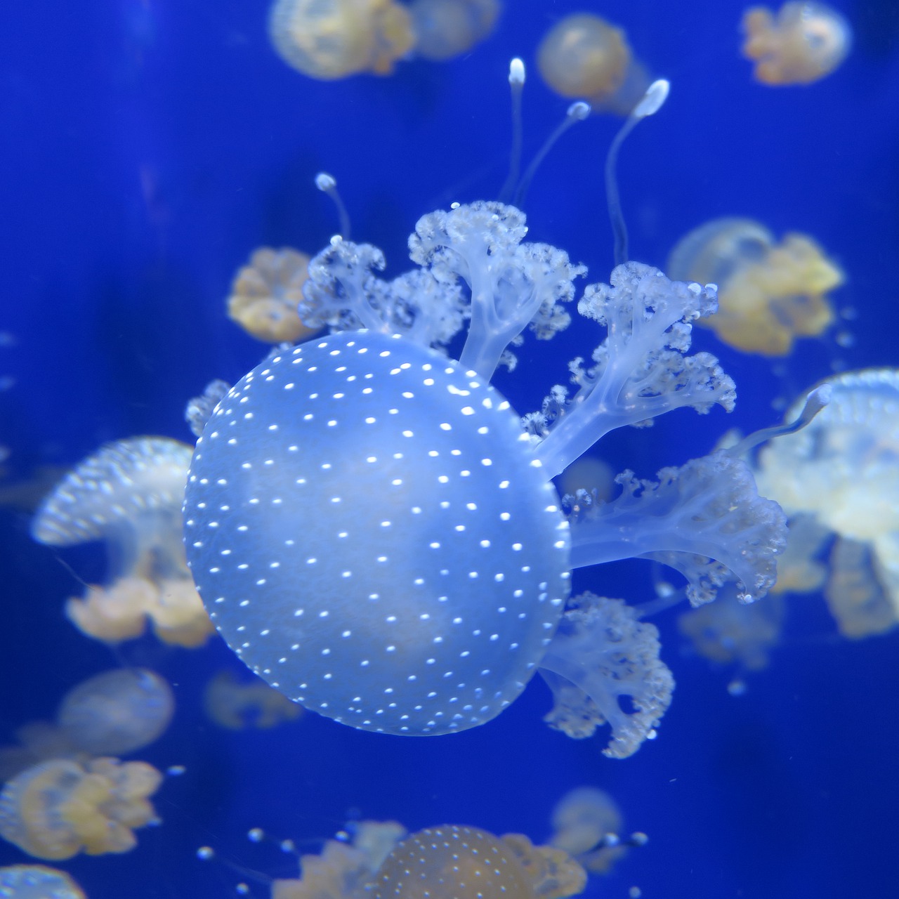 jellyfish  tentacle  blue free photo