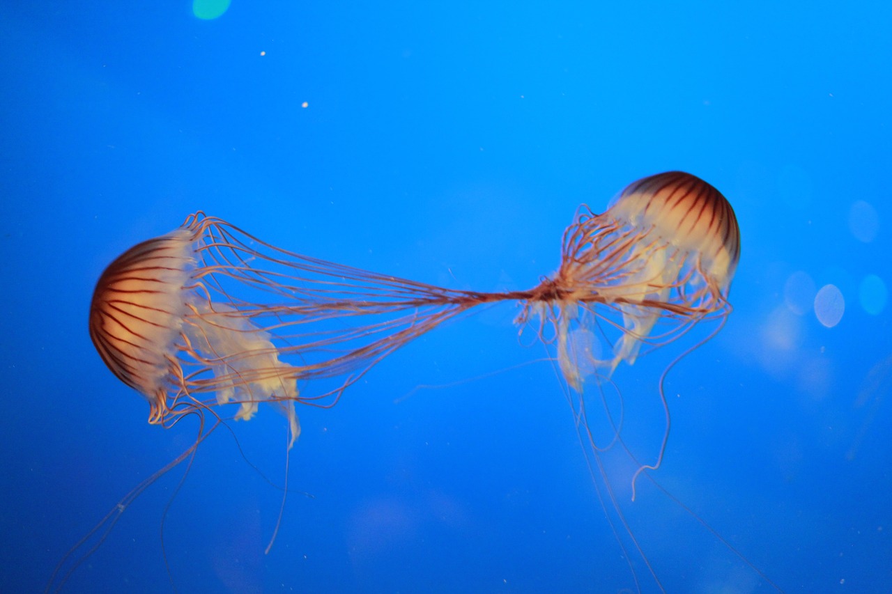 jellyfish ocean creatures free photo