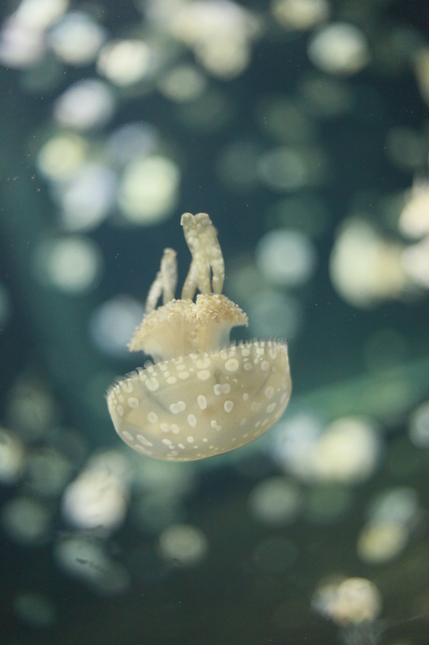 jellyfish aquatic life sea creature free photo
