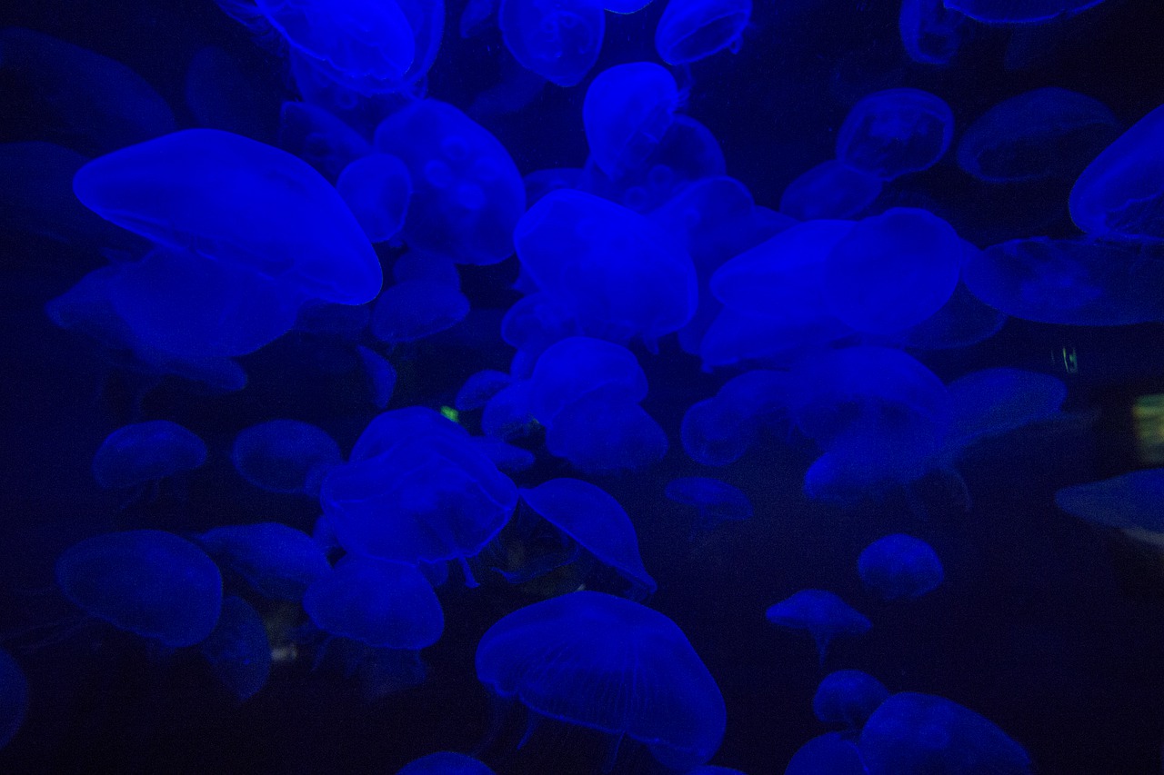 jellyfish  ocean  underwater free photo