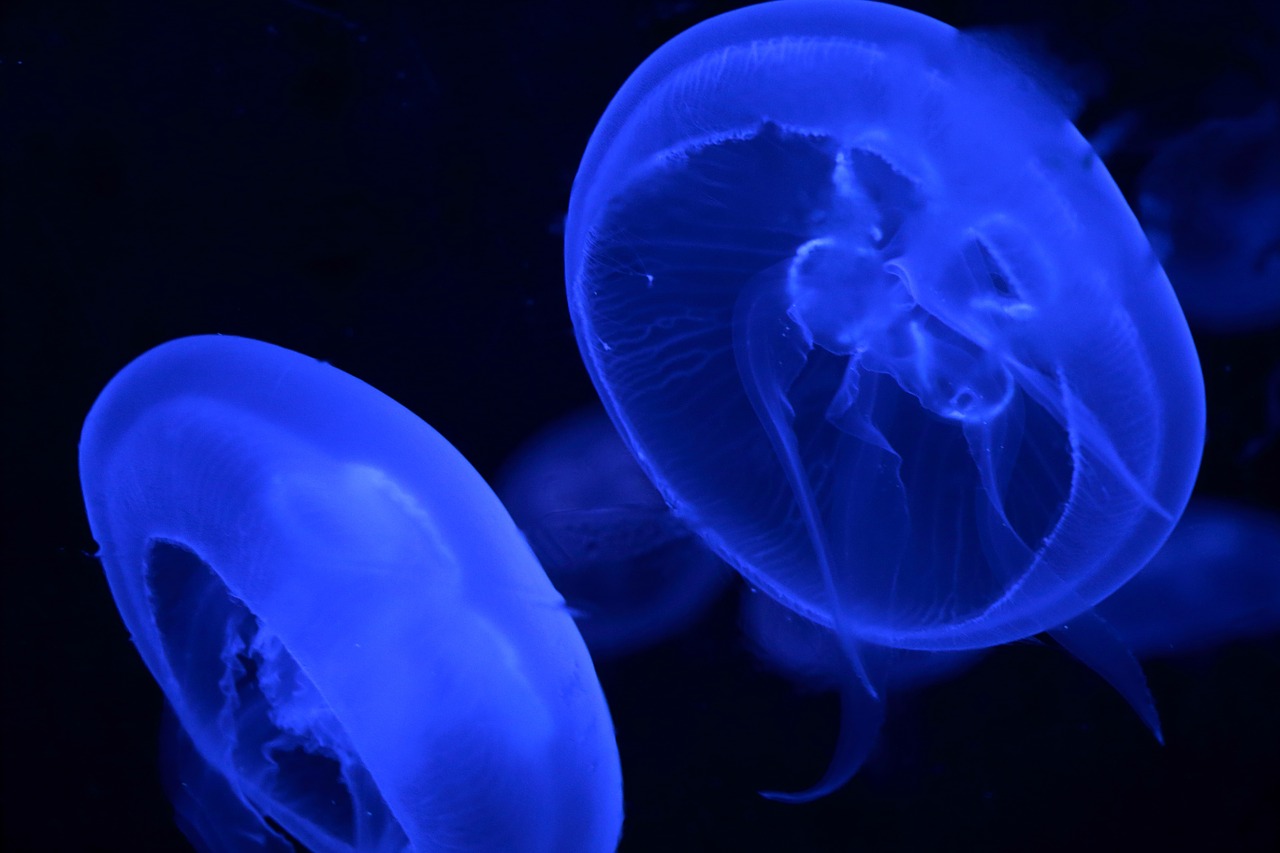 jellyfish animal blue free photo