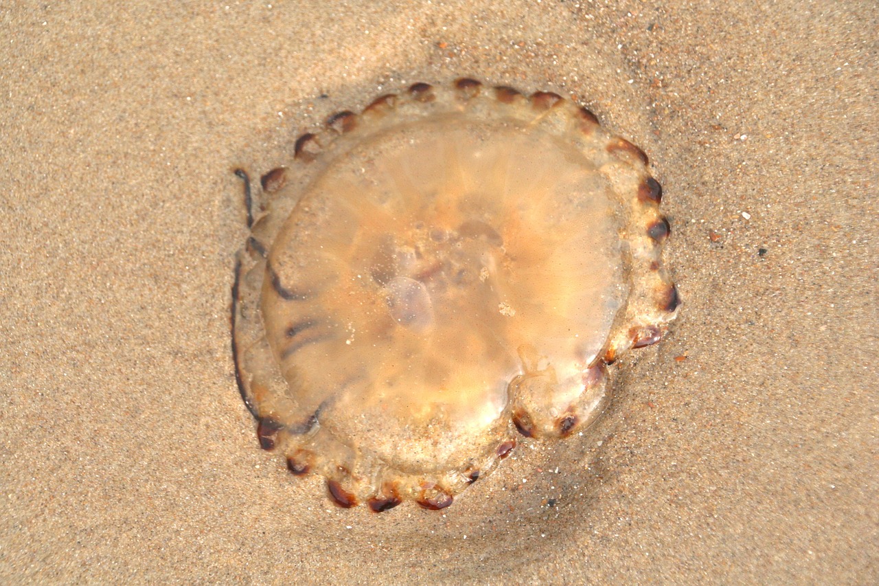 jellyfish sand beach free photo