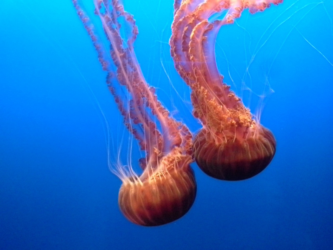 jellyfish aquarium beautiful free photo