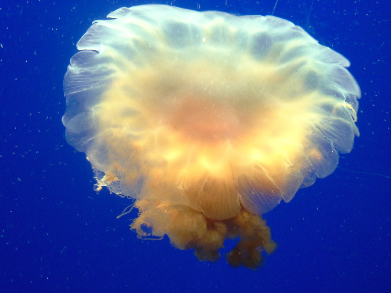 jellyfish underwater aquarium free photo