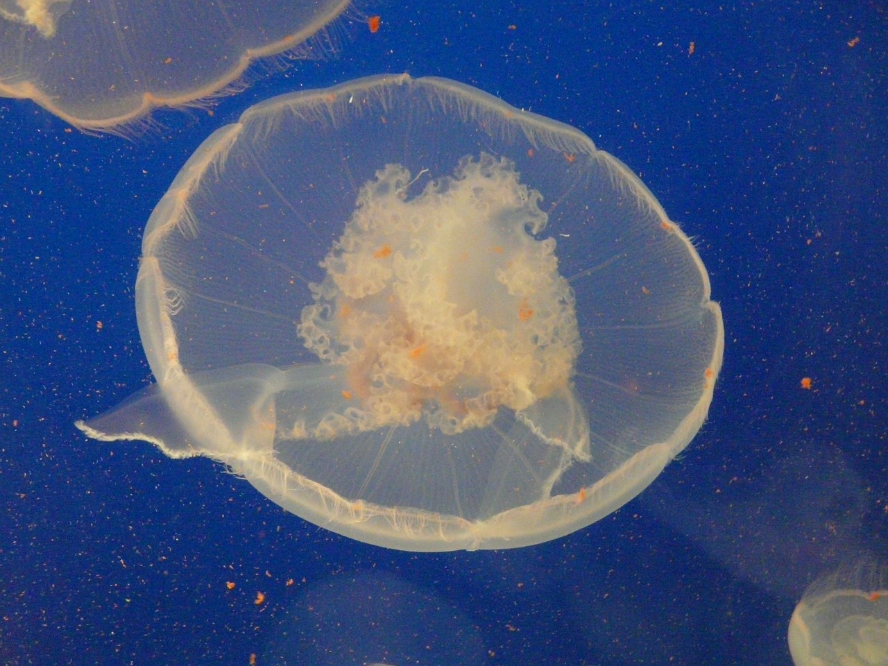 jellyfish sea sea animal free photo