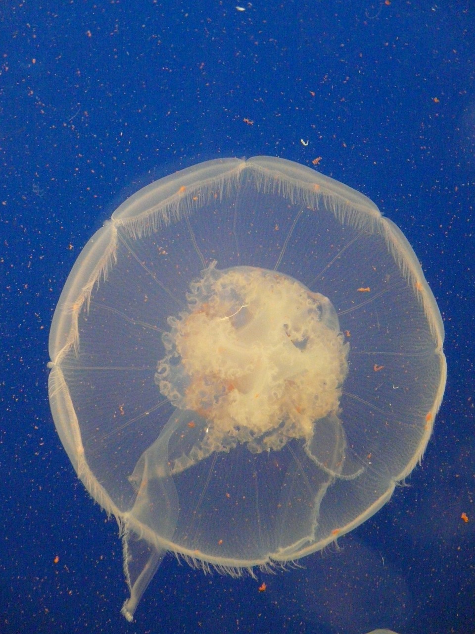 jellyfish sea sea animal free photo