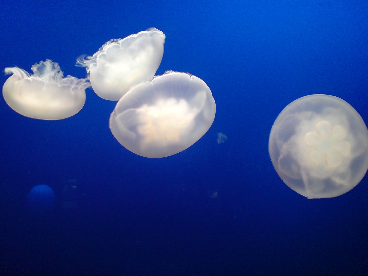 jellyfish sea aquarium free photo