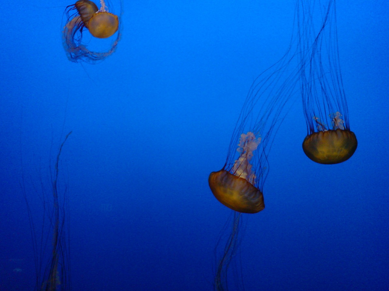 jellyfish sea aquarium free photo