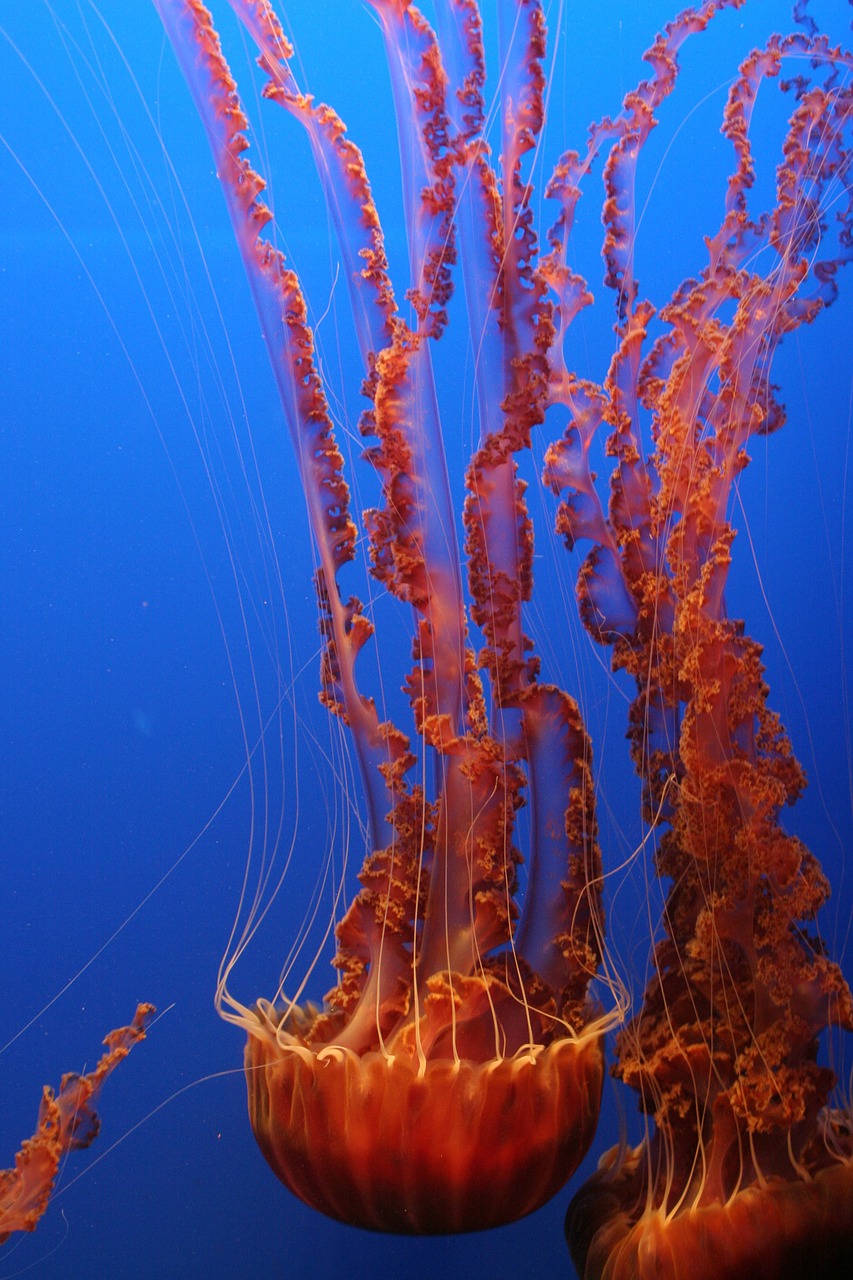 jellyfish tentacles ocean free photo