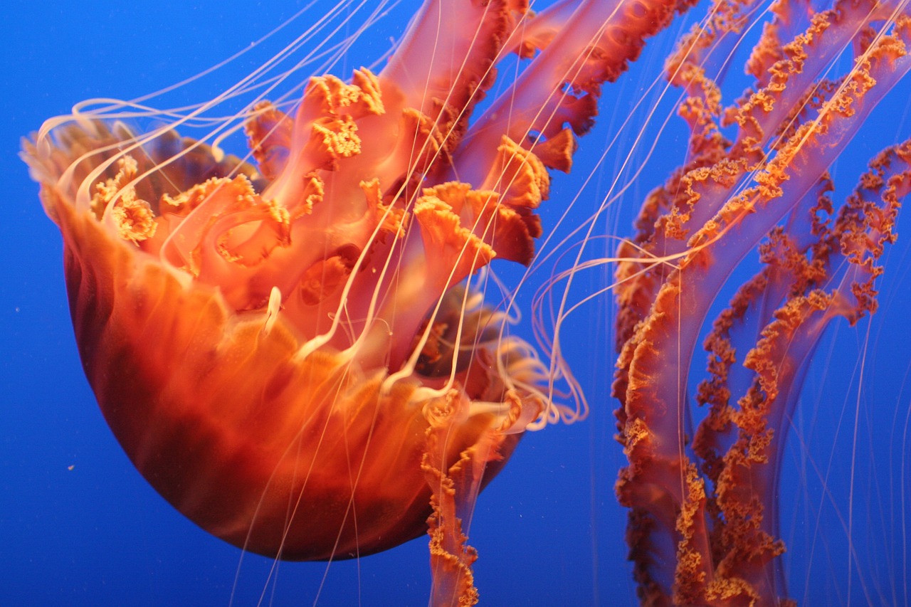 jellyfish tentacles sea free photo
