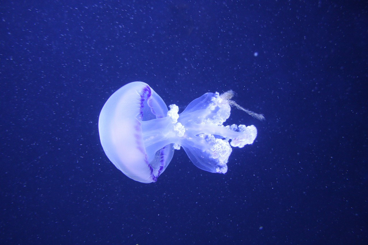 jellyfish medusa cnidarian free photo