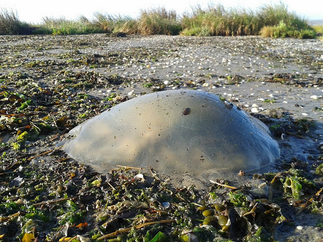 jellyfish beach ocean free photo