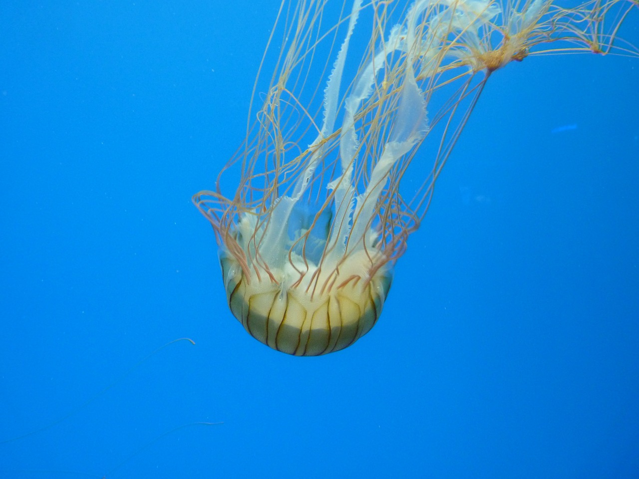 jellyfish sea water free photo