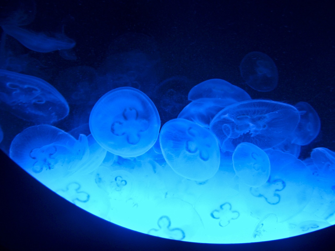 jellyfish blue water free photo
