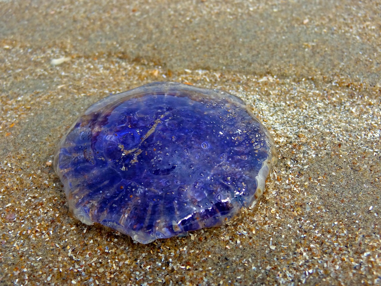 jellyfish beach sea free photo