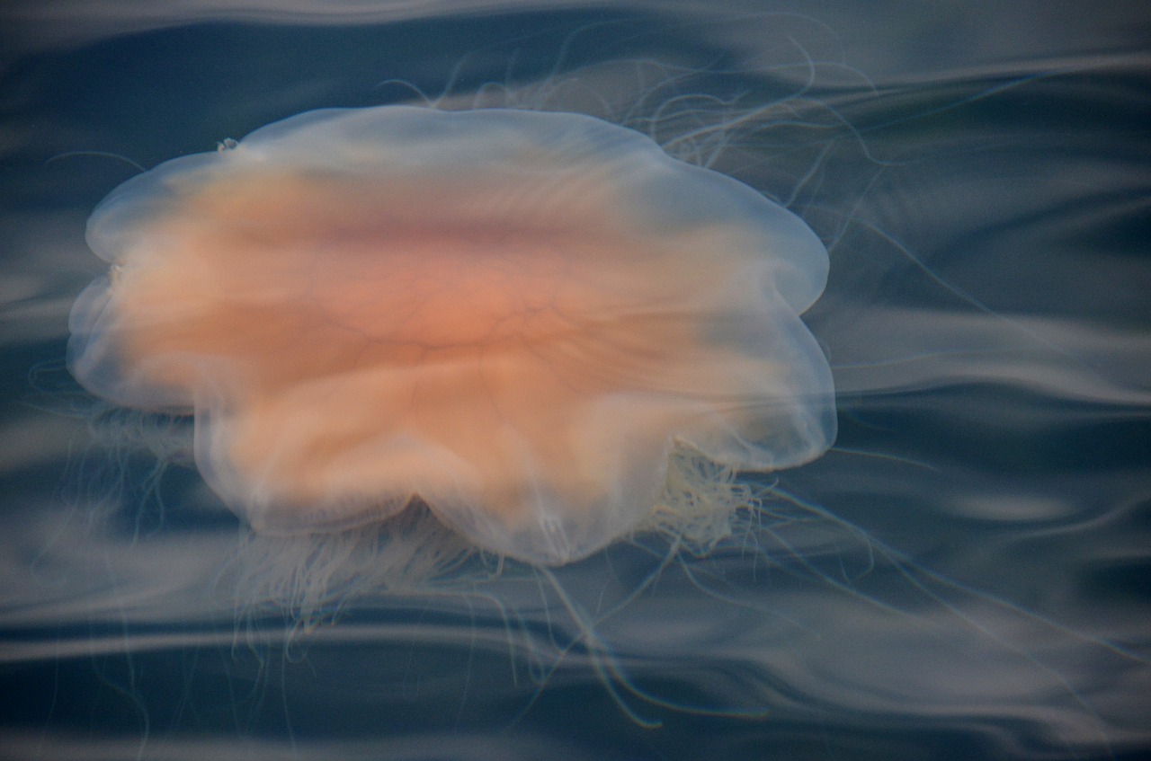 jellyfish sea sweden free photo