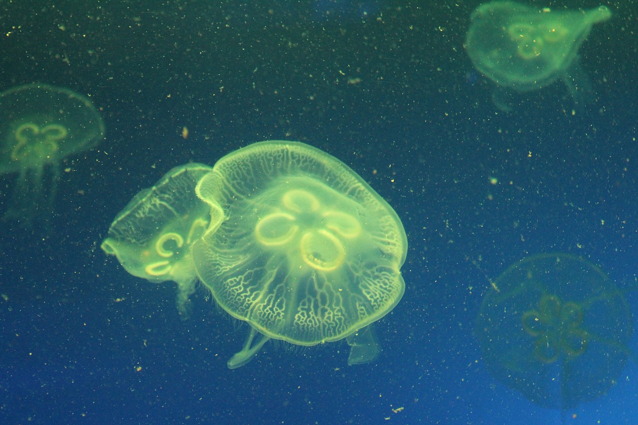 jellyfish marine life marine aquarium free photo